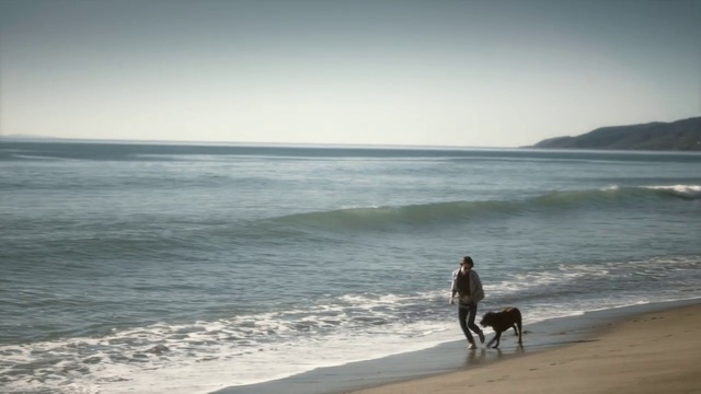 Video Reference N4: Water, Sky, Dog, Beach, Cloud, People on beach, Coastal and oceanic landforms, Carnivore, Horizon, Dog breed
