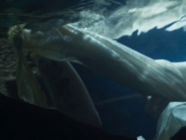 Video Reference N3: Underwater, Fin, Marine biology, Fish, Electric blue, Wing, Marine mammal, Darkness, Windshield, Fish