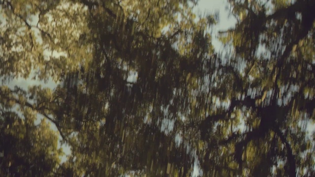 Video Reference N4: Brown, Twig, Wood, Water, Grass, Tints and shades, Trunk, Pattern, Forest, Sky