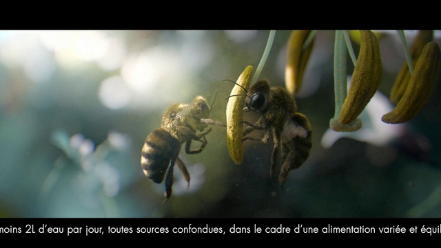 Video Reference N0: Pollinator, Insect, Arthropod, Plant, Honeybee, Organism, Adaptation, Pest, Halictidae, Terrestrial plant