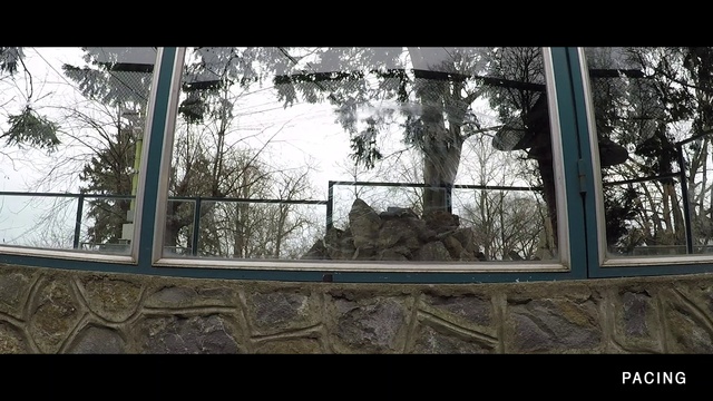 Video Reference N1: Window, Building, Tree, Shade, Plant, Twig, Wood, Sky, Tints and shades, Felidae