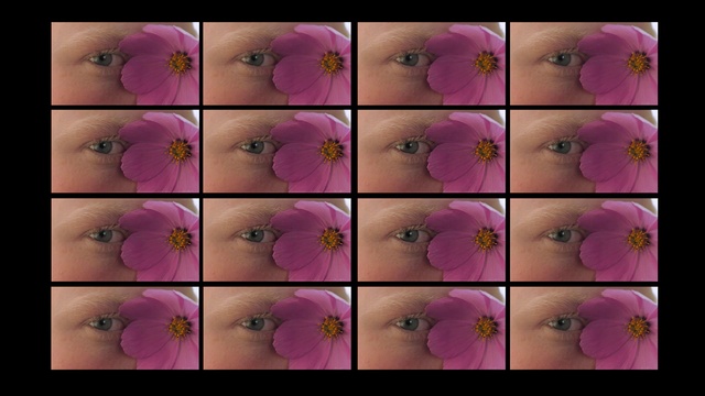 Video Reference N2: Flower, Plant, Petal, Purple, Botany, Nature, Leaf, Violet, Organism, Pink