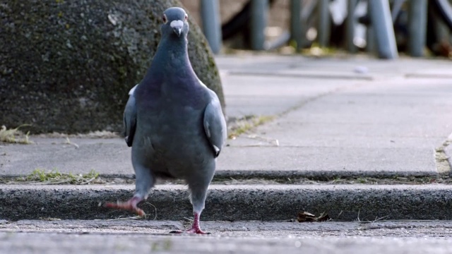 Video Reference N0: Bird, Stock dove, Road surface, Grey, Beak, Rock dove, Asphalt, Feather, Tail, Wing
