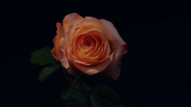 Video Reference N3: Flower, Plant, Hybrid tea rose, Petal, Artificial flower, Rosa × centifolia, Rose, Flower Arranging, Bouquet, Floribunda