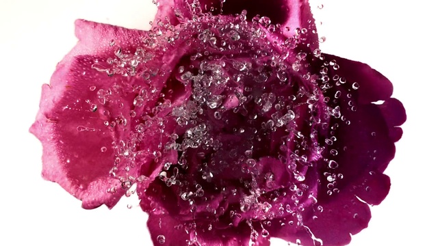 Video Reference N0: Purple, Petal, Violet, Pink, Material property, Magenta, Liquid, Font, Body jewelry, Jewellery