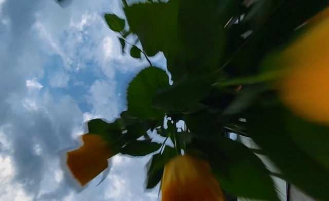 Video Reference N1: Cloud, Sky, Flower, Petal, Natural landscape, Plant, Twig, Flowering plant, Cumulus, Tints and shades