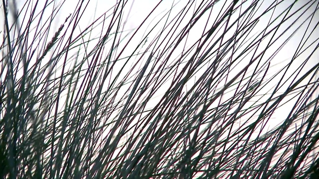 Video Reference N1: Sky, Twig, Grass, Pattern, Tints and shades, Symmetry, Parallel, Terrestrial plant, Metal, Electric blue