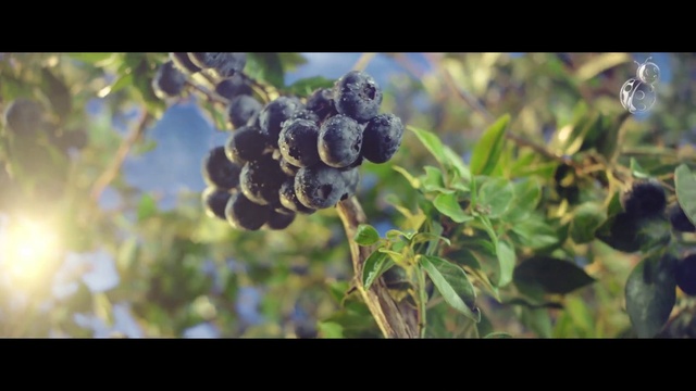 Video Reference N1: Plant, Fruit, Natural material, Natural foods, Berry, Terrestrial plant, Food, Tree, Fruit tree, Flowering plant