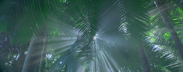 Video Reference N3: Plant, Water, Sky, Tree, Terrestrial plant, Arecales, Trunk, Palm tree, Electric blue, Evergreen