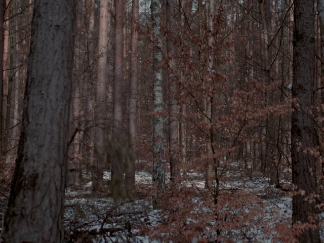 Video Reference N8: Brown, Plant, Twig, Natural landscape, Tree, Wood, Trunk, Snow, Freezing, Deciduous