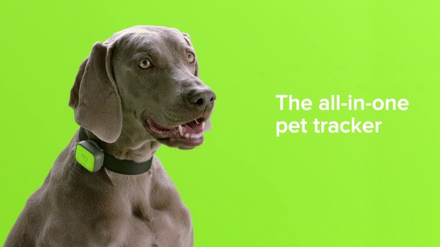 Video Reference N0: Dog, Carnivore, Collar, Liver, Pet supply, Dog collar, Dog breed, Companion dog, Working animal, Dog supply