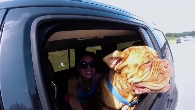 Video Reference N2: Dog, Smile, Car, Sunglasses, Vehicle, Carnivore, Dog breed, Goggles, Collar, Companion dog