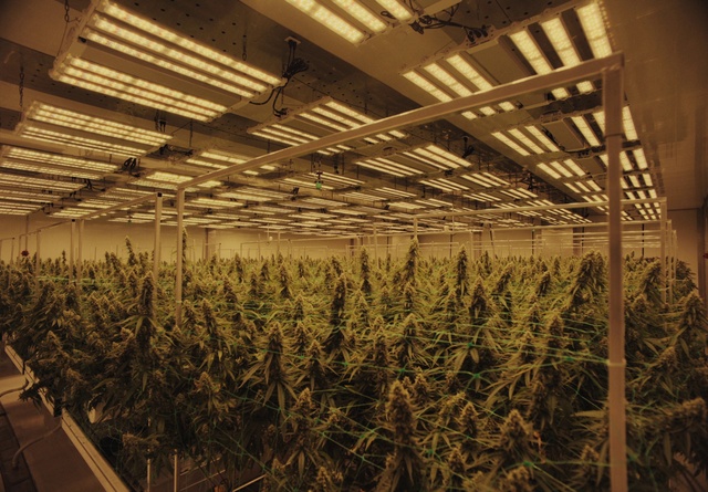 Video Reference N2: Plant, Wood, Branch, Twig, Building, Grass, Tree, Tints and shades, Ceiling, Flooring