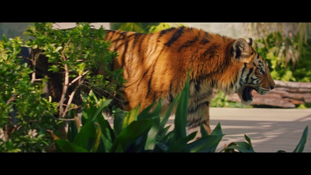 Video Reference N0: Bengal tiger, Siberian tiger, Plant, Tiger, Eye, Felidae, Natural environment, Carnivore, Organism, Vegetation