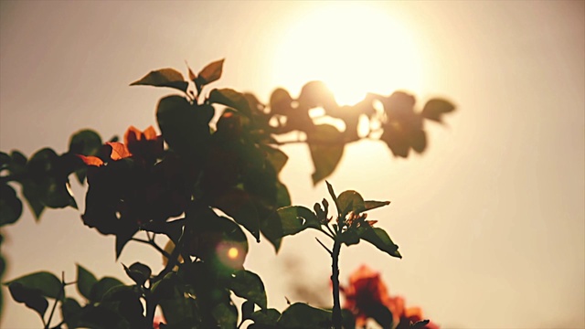 Video Reference N2: Flower, Plant, Petal, Nature, Sky, Branch, Afterglow, Sunlight, Twig, Morning