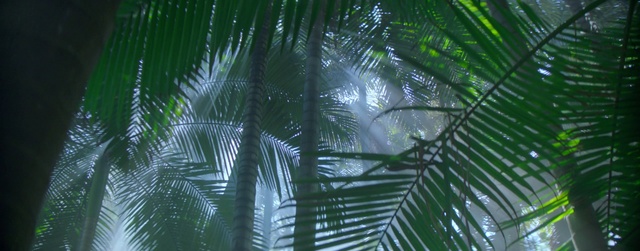 Video Reference N0: Tree, Terrestrial plant, Branch, Arecales, Vegetation, Biome, Trunk, Palm tree, Flowering plant, Forest