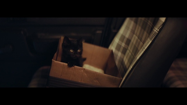 Video Reference N5: Cat, Carnivore, Grey, Sky, Automotive design, Felidae, Comfort, Whiskers, Tints and shades, Window