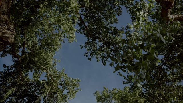 Video Reference N7: Sky, Twig, Natural landscape, Trunk, Cloud, Wood, Grass, Tints and shades, Cumulus, Forest