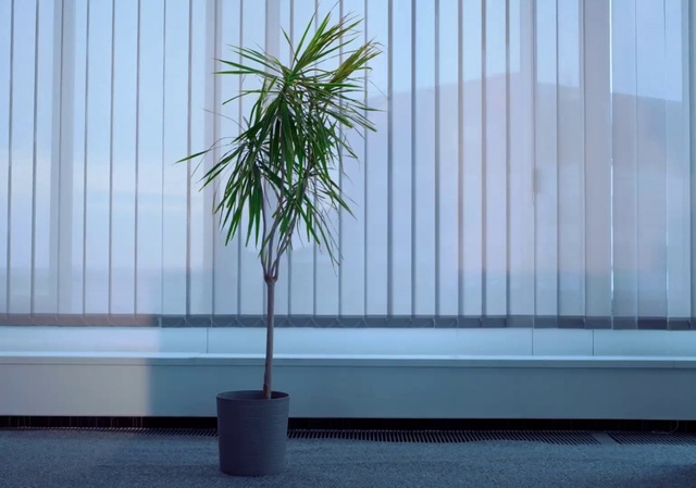 Video Reference N0: Plant, Azure, Wood, Purple, Houseplant, Yellow, Flowerpot, Rectangle, Arecales, Line