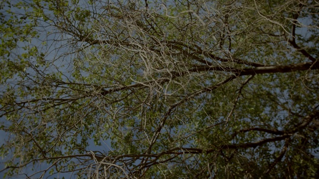 Video Reference N4: Twig, Trunk, Plant, Tree, Deciduous, Grass, Flowering plant, Sky, Plant stem, Wildlife