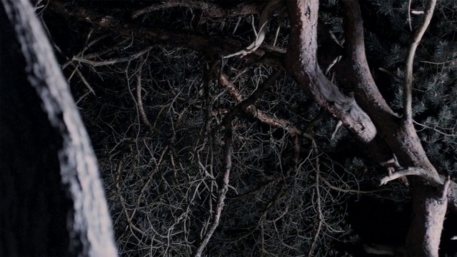 Video Reference N1: Wood, Twig, Branch, Water, Trunk, Grass, Tree, Tints and shades, Terrestrial plant, Forest
