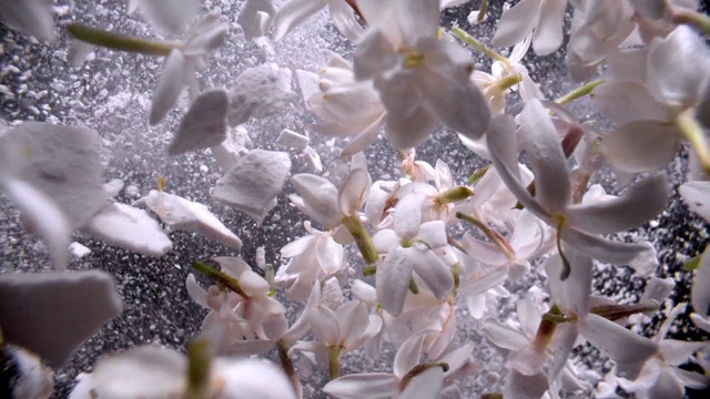 Video Reference N9: Flower, Nature, Petal, Botany, Branch, Twig, Organism, Terrestrial plant, Beauty, Freezing