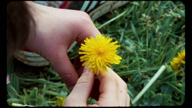 Video Reference N1: Flower, Plant, Petal, Grass, Thumb, People in nature, dandelion, Nail, Annual plant, Herbaceous plant