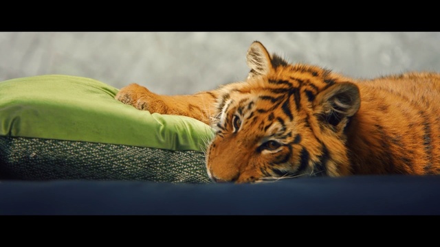 Video Reference N9: Bengal tiger, Siberian tiger, Eye, Tiger, Carnivore, Felidae, Organism, Water, Big cats, Fawn