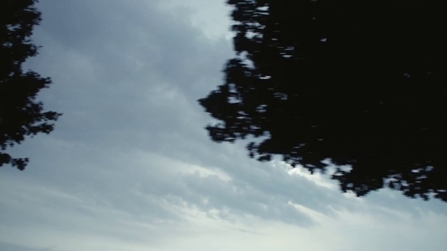 Video Reference N1: Cloud, Sky, Grey, Twig, Natural landscape, Tree, Tints and shades, Cumulus, Forest, Plant