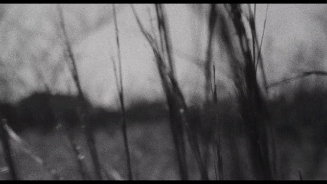 Video Reference N2: Sky, Twig, Wood, Natural landscape, Grey, Grass, Rectangle, Tints and shades, Landscape, Pattern