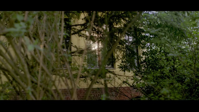 Video Reference N1: Plant, Natural landscape, Wood, Twig, Terrestrial plant, Trunk, Window, Tree, Tints and shades, Grass