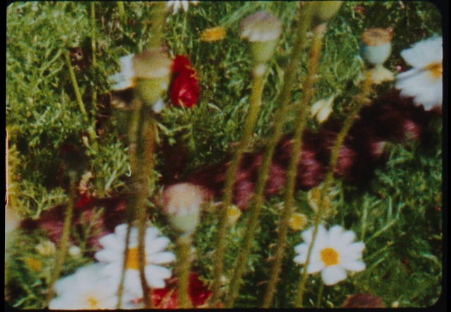 Video Reference N0: Flower, Plant, Petal, Organism, Terrestrial plant, Grass, Art, Annual plant, Flower Arranging, Close-up