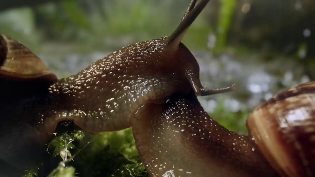 Video Reference N3: Snail, Organism, Marine biology, Terrestrial animal, Fawn, Snails and slugs, Snout, Slug, Terrestrial plant, Invertebrate