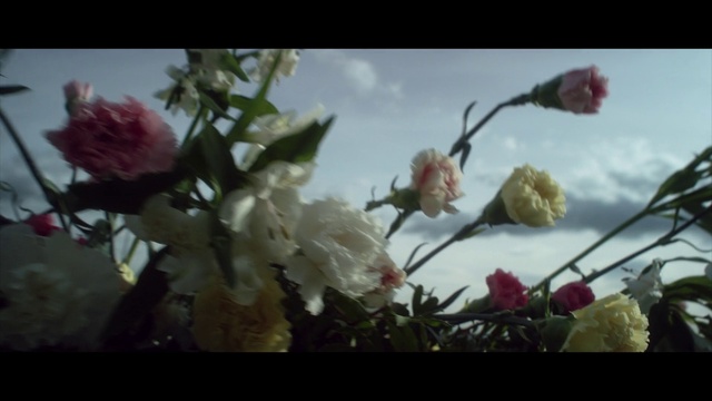 Video Reference N1: Flower, Sky, Plant, Cloud, Petal, Branch, Twig, Blossom, Tints and shades, Flower Arranging