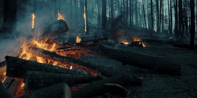 Video Reference N12: Plant, Tree, Wood, Bonfire, Fire, Flame, Heat, Ash, Pollution, Campfire