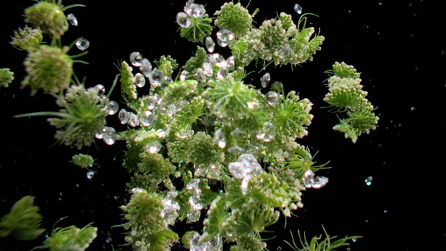 Video Reference N1: Flower, Plant, Evergreen, Groundcover, Shrub, Terrestrial plant, Flowering plant, Tree, Annual plant, Subshrub
