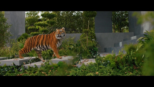Video Reference N5: Plant, Bengal tiger, Siberian tiger, Tiger, Felidae, Carnivore, Tree, Fawn, Grass, Adaptation