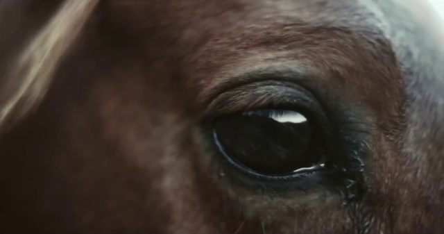 Video Reference N7: Brown, Horse, Eyelash, Liver, Working animal, Snout, Wrinkle, Terrestrial animal, Whiskers, Electric blue