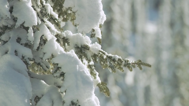 Video Reference N1: Plant, Snow, Twig, Branch, Water, Tree, Freezing, Wood, Evergreen, Larch