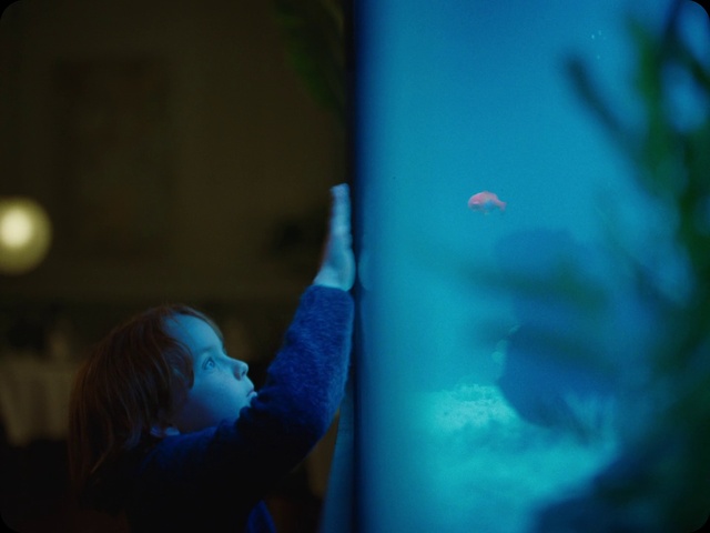 Video Reference N0: Water, Blue, Azure, Underwater, Flash photography, Marine invertebrates, Fish, Toddler, Electric blue, Baby