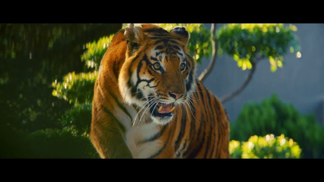 Video Reference N6: Bengal tiger, Siberian tiger, Tiger, Felidae, Vertebrate, Plant, Carnivore, Human body, Organism, Whiskers