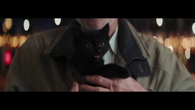Video Reference N3: Cat, Flash photography, Sleeve, Carnivore, Gesture, Felidae, Whiskers, Small to medium-sized cats, Midnight, Formal wear