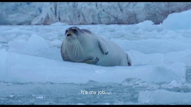 Video Reference N0: Snow, Natural environment, Earless seal, Freezing, Carnivore, Adaptation, Whiskers, Polar ice cap, Terrestrial animal, Ice cap