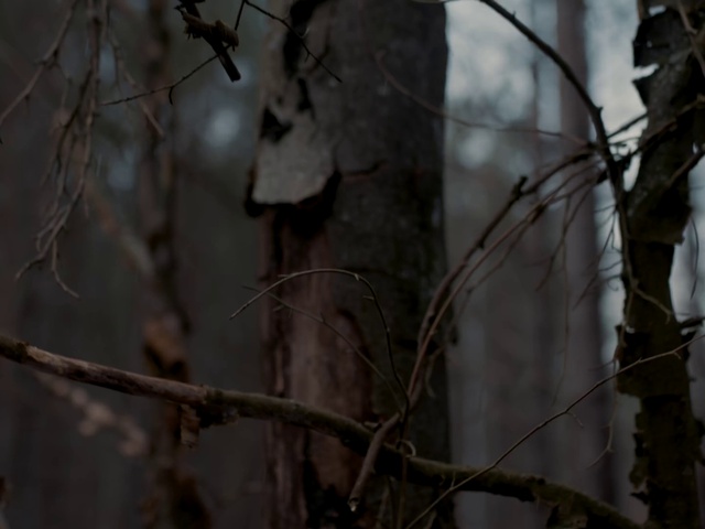 Video Reference N3: Wood, Twig, Trunk, Plant, Forest, Tree, Winter, Woodland, Deciduous, Event