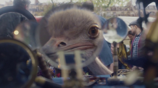 Video Reference N1: Bird, Ratite, Feather, Beak, Event, Terrestrial animal, Flightless bird, Falconiformes, Fun, Tree