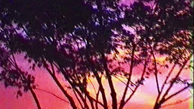 Video Reference N0: Atmosphere, Sky, Afterglow, Purple, Plant, Branch, Natural landscape, Twig, Tree, Orange