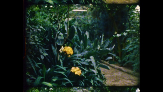 Video Reference N12: Plant, Flower, Terrestrial plant, Petal, Grass, Landscape, Flowering plant, Rectangle, Shrub, Natural landscape