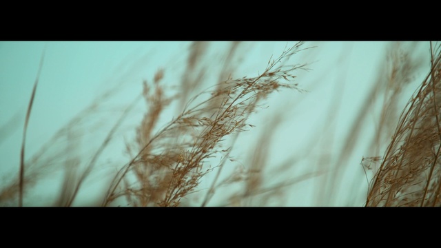 Video Reference N0: Sky, Plant, Wood, Natural landscape, Twig, Water, Terrestrial plant, Grass, Tints and shades, Macro photography