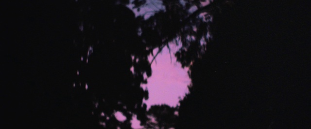 Video Reference N4: Sky, Plant, Purple, Astronomical object, Tints and shades, Twig, Tree, Electric blue, Magenta, Midnight