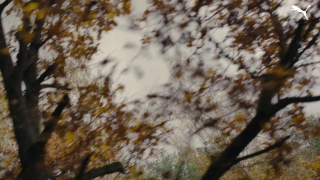 Video Reference N4: Brown, Twig, Natural landscape, Wood, Trunk, Deciduous, Tints and shades, Sky, Plant, Forest